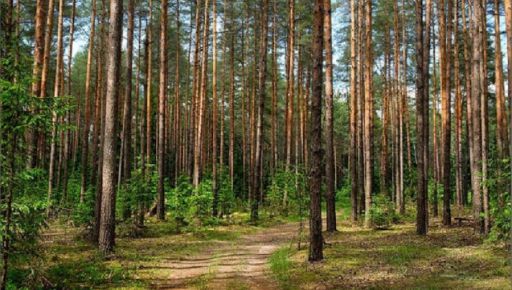 Десятки мільйонів боргів та 160 тис. га замінованих території: Які проблеми є в лісництв Харківщини