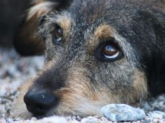 В Харьковской области мужчина застрелил собак — ему грозит до 8 лет заключения