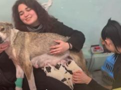 На Харківщині школярки знайшли мішок із новонародженими цуценятами