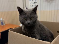С открытым переломом и рваными ранами: в Харькове спасают кота из Купянска