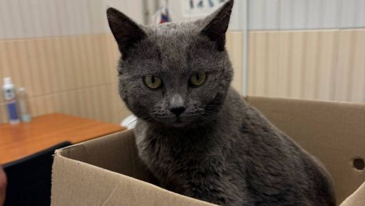 С открытым переломом и рваными ранами: в Харькове спасают кота из Купянска