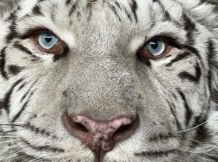 У харківському екопарку тигр перетворися на котика та заснув на колінах співробітниці (ВІДЕО)