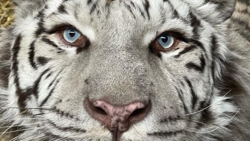 У харківському екопарку тигр перетворися на котика та заснув на колінах співробітниці (ВІДЕО)