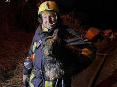 Спасенный из горящего дома в Харькове песик теперь живет в Италии