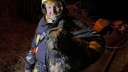 Спасенный из горящего дома в Харькове песик теперь живет в Италии