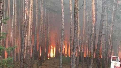 Стало известно, сколько лесов повреждено пожарами и минированием в Харьковской области
