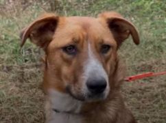 Запрыгнула к военным в машину: история спасения собаки с фронта на Харьковщине