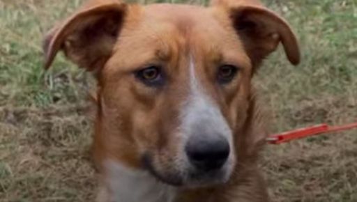 Запрыгнула к военным в машину: история спасения собаки с фронта на Харьковщине