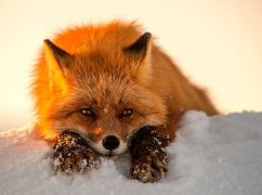 Погода в Харькове 9 января: прогноз синоптиков