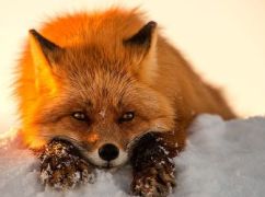 Якої погоди чекати на Харківщині 31 січня: прогноз синоптиків