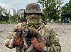 Харьковские волонтеры эвакуировали с Купянского направления 28 пушистиков