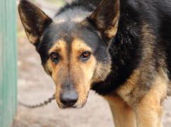 Под Харьковом спасли собаку, которая четыре года провела на цепи после побега хозяина в РФ