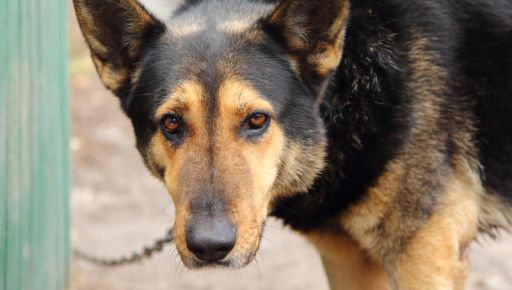 Під Харковом врятували собаку, що чотири роки провела на ланцюгу після втечі господаря до РФ