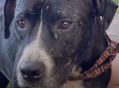 Поранений пес прийшов на позиції: стаффорд з Донбасу знайшов родину в Харкові