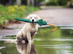 Прогноз погоды для Харьковской области на 25 апреля: чего ожидать