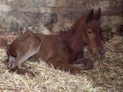 На Харківщині у евакуйованої кобили народилося лоша (ФОТОФАКТ)
