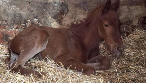 На Харьковщине у эвакуированной кобылы родился жеребенок (ФОТОФАКТ)