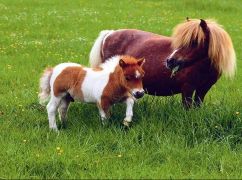 В Харькове родился миниатюрный конь: Где его можно увидеть