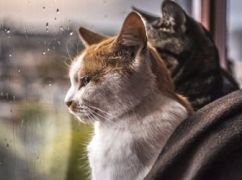 Синоптики повідомили, якої погоди очікувати на Харківщині 5 липня