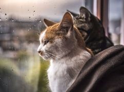 Синоптики дали прогноз для Харківської області на 6 травня