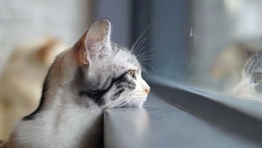 Дощ і холод: що прогнозують синоптики у Харкові на 10 квітня