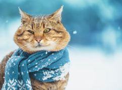 Мороз и солнце: какой будет погода в Харькове 10 февраля