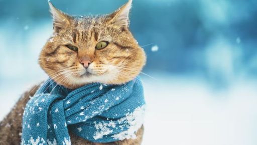 Мороз и сонце: якою буде погода у Харкові 10 лютого