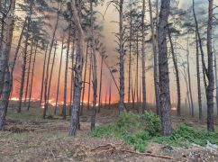 На Харківщині через ворожі обстріли загорілися майже 35 га лісу: Кадри з місця