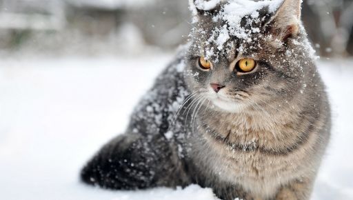 Какая будет погода в Харькове 27 января: что прогнозируют синоптики