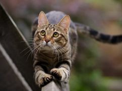 Часті випадки отруєння котів у Харкові: чи мають до цього причетність комунальники