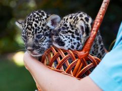 Харьковчане выбирают имена для новорожденных ягуаров