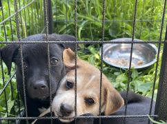 Пол тысячи "хвостиков" в приютах: где в Харькове выбрать любимца