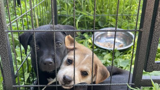 Пол тысячи "хвостиков" в приютах: где в Харькове выбрать любимца