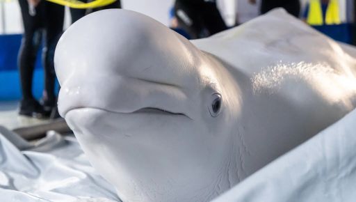 Из Харьковского дельфинария в Испанию перевезли двух млекопитающих