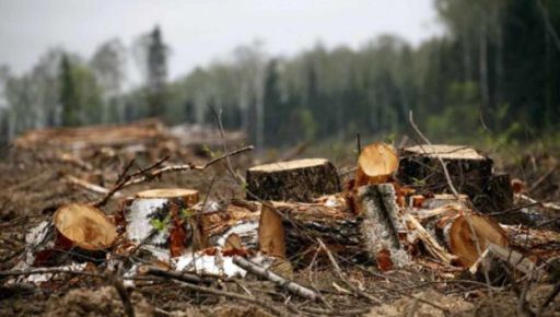 На Харківщині комунальників покарали за незаконну вирубку дерев