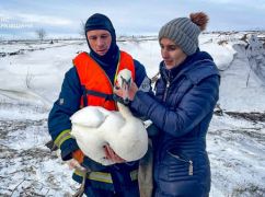 Под Харьковом спасли раненого лебедя