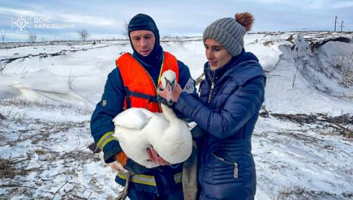 Под Харьковом спасли раненого лебедя