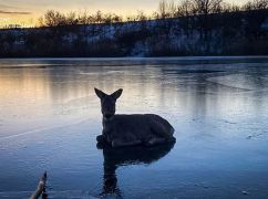 На Харьковщине спасли застрявшую во льду косулю