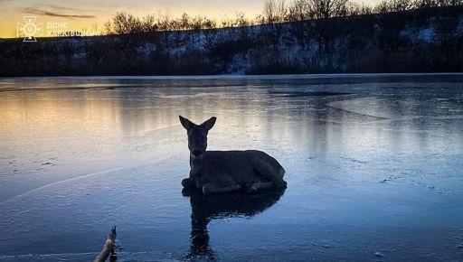 На Харьковщине спасли застрявшую во льду косулю