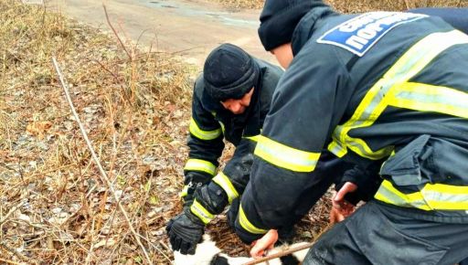 На Харківщині рятувальники визволили пса, який потрапив у закинутий колодязь