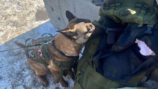 Стало известно, сколько оружия нашли кинологи в течение февраля на Харьковщине