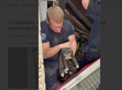 В Харькове на третьи сутки после обстрела из-под завалов спасли котенка