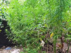 У Харківській області викрили двох наркоплантаторів