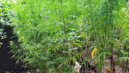 У Харківській області викрили двох наркоплантаторів