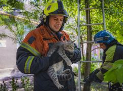 Історія порятунку: харківські рятувальники визволили з дерева кошеня та знайшли йому дім