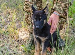 У лавах харківських нацгвардійців з'явилося чотирилапе поповнення: як назвали пса
