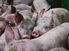 На Харьковщине в результате атаки российских дронов погибли 13 тыс. свиней