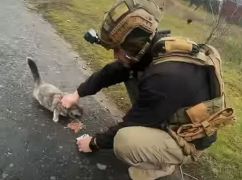 Харьковские волонтеры спасли котов из Донбасса: видео спасения