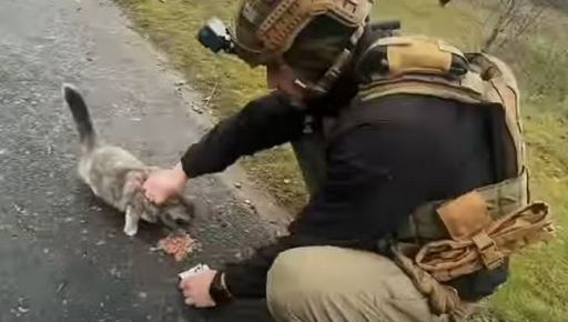 Харківські волонтери врятували кошенят з Донбасу: відео порятунку