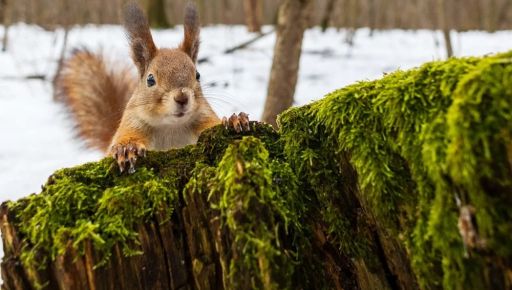 Погода в Харькове на 27 февраля: прогноз синоптиков